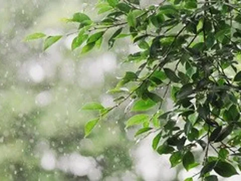 Tiết Cốc vũ 2026 bắt đầu từ ngày nào, có đặc điểm gì?