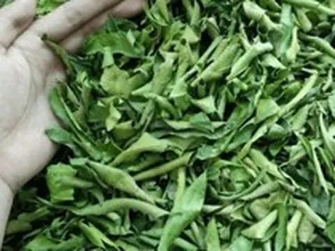 Lá của cây này đem phơi khô quý như "nhân sâm của người nghèo", đừng bỏ phí