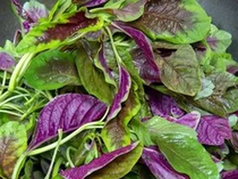 5 loại rau rất ít bị phun thuốc trừ sâu, ăn cực ngon miệng, chợ Việt bán chỉ vài ngàn một mớ