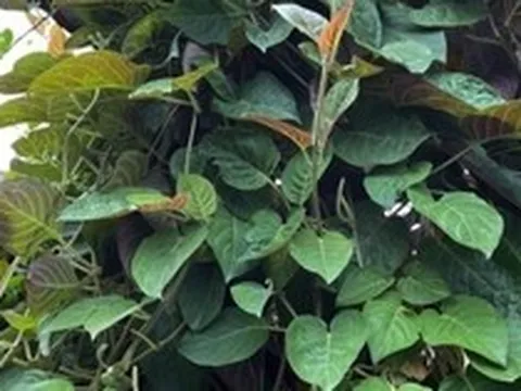 Loại lá mọc dại khắp nơi, được xem là ‘bảo bối’ cho hệ tiêu hóa