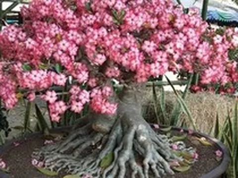 Ông bà dặn kỹ: 7 loại cây tuyệt đối đừng trồng trong nhà, đẹp mấy cũng xui rủi, cả nhà khó an yên