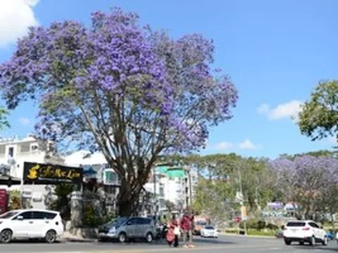 CLIP: Phượng tím vào mùa, Đà Lạt mộng mơ