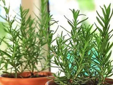 3 loại cây nên trồng trong nhà, đuổi muỗi hiệu quả, thơm phòng