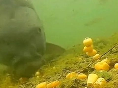 Cá chưa bao giờ lên bờ, làm sao chúng biết hạt ngô có thể ăn được?