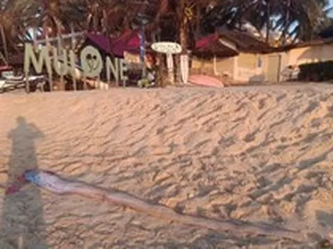 Cảnh tượng 2 ngày liên tiếp tại biển Mũi Né, dân biển lâu năm thốt lên: “Cần an táng ngay”