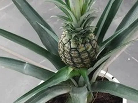 Loại quả được mệnh danh là "vua dưỡng thận" cực tốt cho sức khỏe, giá rẻ bán đầy chợ Việt, cầm từ 15.000 đồng là mua được