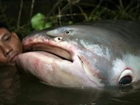 Phát hiện "quái vật" dưới sông, chục người khiêng mới nổi: Dân làng phối hợp vây bắt, cảnh tượng gây sốc