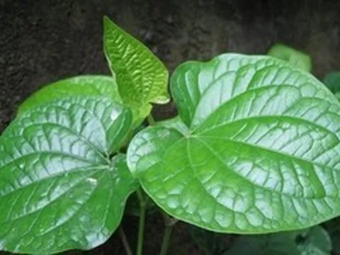 8 bài thuốc dân gian từ lá lốt