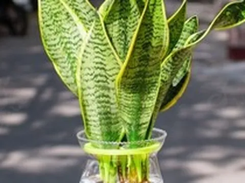 4 cây được mệnh danh là “vua sống sót”, nắng mưa thất thường vẫn chẳng hề hấn, trồng là xanh tốt quanh năm