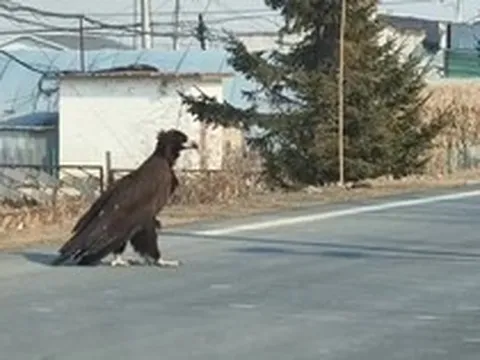 Thấy sinh vật cao gần 1 mét ngang nhiên băng qua đường, chuyên gia hé lộ đó là loài ít ai ngờ tới