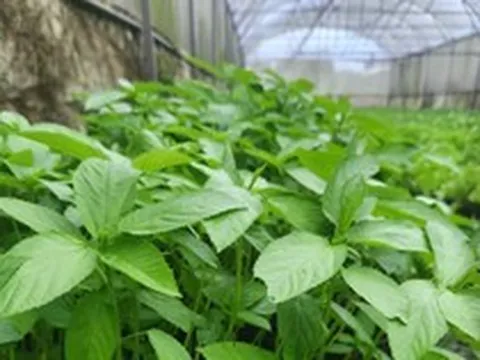 Việt Nam có loại rau người Nhật ví là "nhân sâm xanh": Giảm mỡ máu, bổ tim nhưng nhiều người chê không ăn