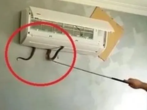 4 nơi rắn dễ bò vào nhất trong nhà, nhiều người không để ý