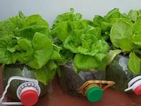 3 loại rau “quốc dân” trồng tại nhà không cần đất
