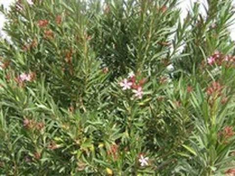 Loại cây “gọi” rắn tới nhà, chứa chất cực độc: Nhiều gia đình trồng mà không biết