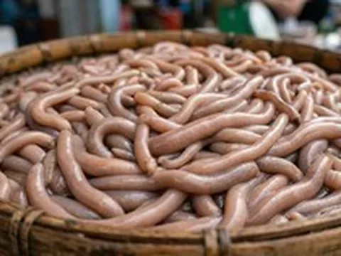 Chạm mốc 6.000.000 đồng/kg sinh vật lúc nhúc nhìn như giun đất ở Quảng Ninh, xưa chỉ siêu giàu dám tẩm bổ nay đại gia vẫn ráo riết săn lùng