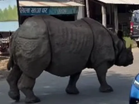 Con thú gần 3 tấn lao tới giữa ban ngày: Du khách lập tức 'đứng hình' suýt không kịp phản ứng