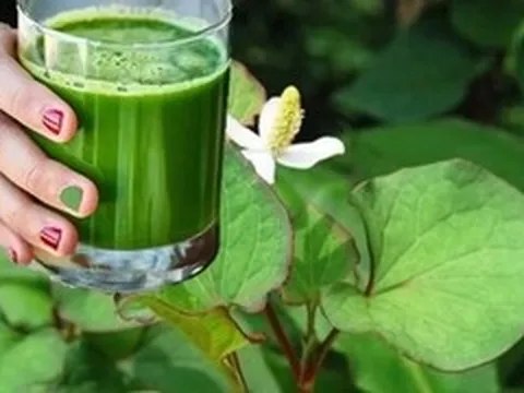 Uống nước rau diếp cá mỗi ngày có tốt?
