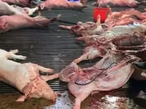 Phát hiện lợn bệnh bị tuồn vào bếp ăn trường học, Bộ Y tế vào cuộc