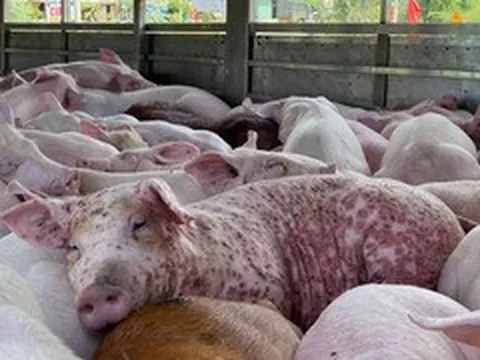 Thịt lợn nhiễm dịch tả châu Phi có an toàn khi nấu chín?