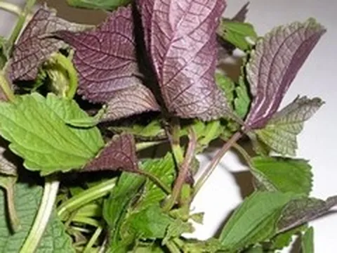 Uống nước lá tía tô có tác dụng gì?