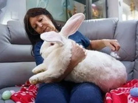 Chú thỏ khổng lồ nặng gần 10kg sống như ông hoàng trong phòng ngủ riêng