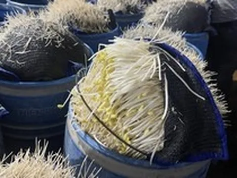 510 tấn giá đỗ "ngậm" chất độc 6-Benzylaminopurine chờ tuồn ra chợ đầu mối: Chuyên gia cảnh báo tác hại và cách chọn giá đỗ “sạch”