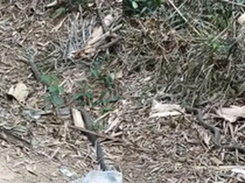 Anh nông dân SN 1990 hốt hoảng bắt gặp 'vị khách' chứa chất kịch độc trong vườn: Công an lập tức xuất hiện gây ngỡ ngàng