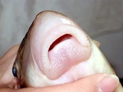 Thứ đặc sản "ngũ quý hà thủy" xưa dùng để tiến vua nay ví như một vị thuốc, đi chợ thấy đừng bỏ qua