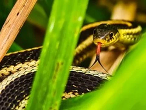 6 loại cây có tác dụng đuổi rắn khỏi nhà