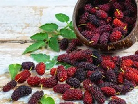 Loại quả mọc dại ở Việt Nam: rẻ hơn 30 lần việt quất nhưng dinh dưỡng lại tương đương