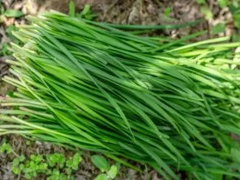 Loại rau rẻ tiền nhưng cực tốt cho tim mạch, tiêu hóa và giấc ngủ