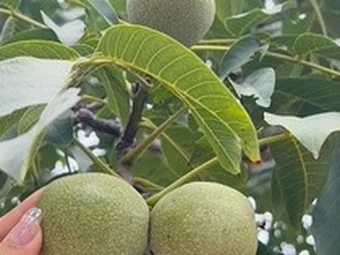 Loại quả thuộc top "tốt nhất thế giới", có ở Việt Nam, trồng một lần thu hoạch nhiều năm, tốt cho sức khoẻ