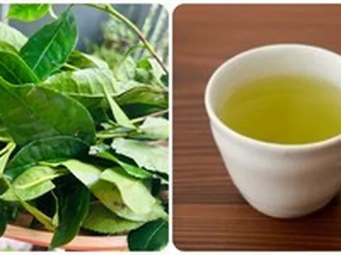 Những người không nên uống nước chè xanh