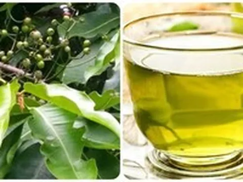 Uống nước lá vối tươi có tác dụng gì?