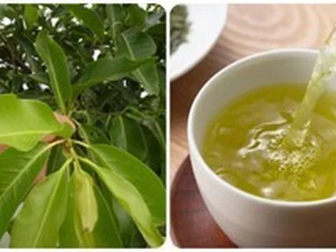 Những ai không nên uống nước lá vối tươi?