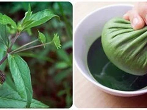 Uống nước cây nhọ nồi có tác dụng gì?