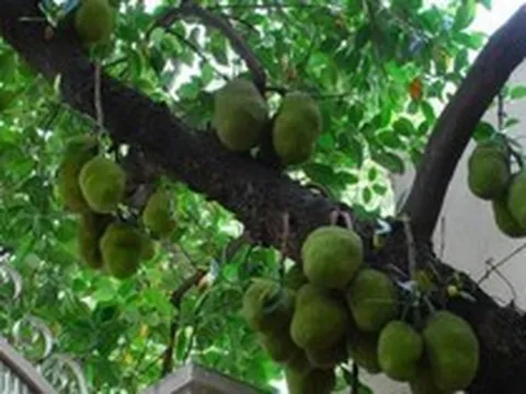 3 loại cây dễ "chặn" tài lộc, tránh trồng trước cổng