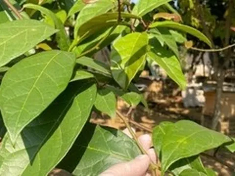 4 nhóm người không nên uống nước xạ đen