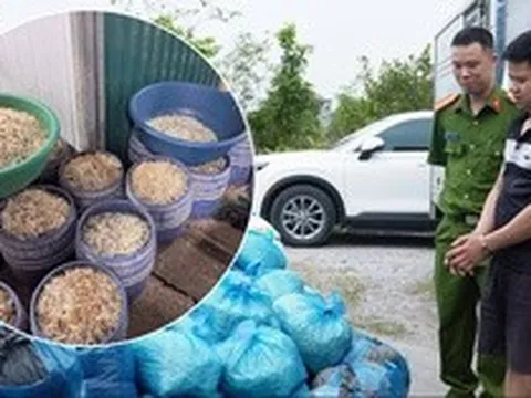 Cận cảnh xưởng sản xuất giá đỗ dùng hormone tăng trưởng ở Quảng Ninh: Mỗi ngày bán 700 kg, thu giữ 4000 kg chứa chất cấm