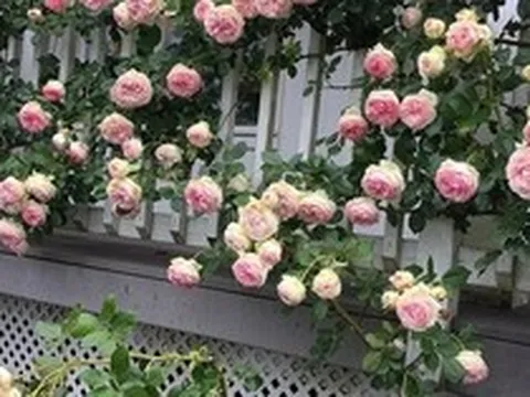 Lời khuyên đến những gia đình đang trồng hoa hồng