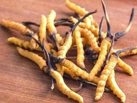 5 sai lầm phổ biến khi sử dụng đông trùng hạ thảo