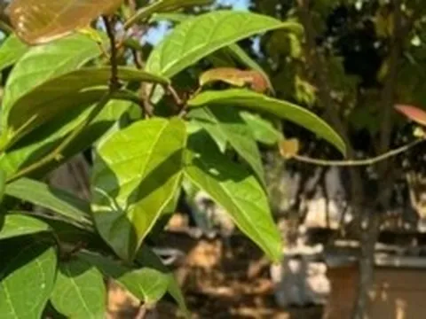 Cây xạ đen có tác dụng gì và những ai tuyệt đối không nên dùng?