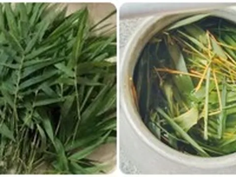 Uống nước lá tre gai có tác dụng gì?