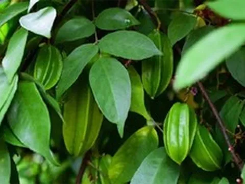 Mùa hè tắm nước lá khế có tác dụng gì?