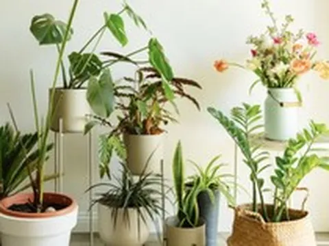 3 loại cây rất hợp với gia chủ trên 50 tuổi