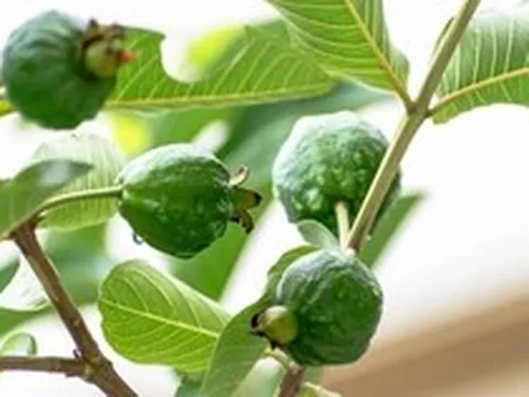 Loại cây "bổ" từ lá tới quả, phòng ung thư, dưỡng tim: Việt Nam bán 20.000 đồng/kg quả