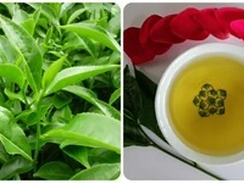 Uống nước chè xanh tươi có tác dụng gì?