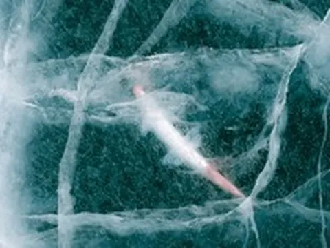 Tin vui bất ngờ: Các nhà khoa học hồi sinh thành công sinh vật 24.000 năm tuổi từ băng vĩnh cửu