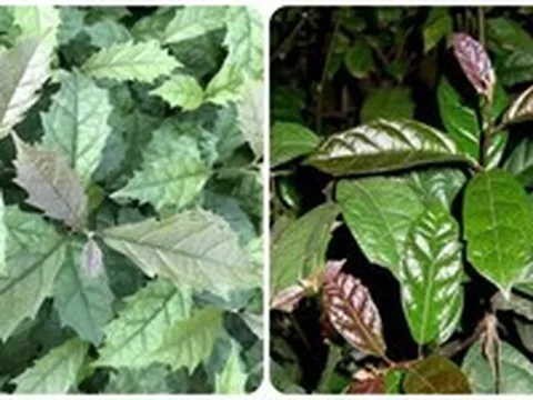 Uống nước lá xạ đen hàng ngày có tốt?