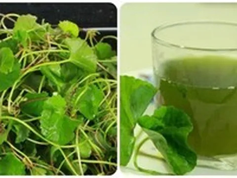 Những người không nên uống nước rau má